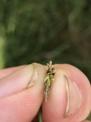 Eleocharis multicaulis