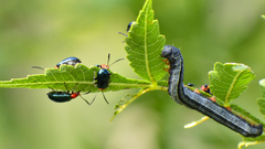 Prodeniini