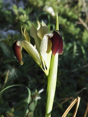 Iris tuberosa