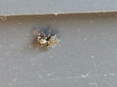 Pseudeuophrys erratica