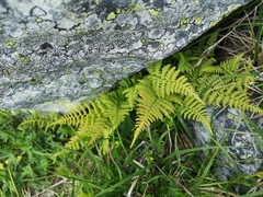 Phegopteris connectilis
