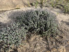 Antimima dasyphylla