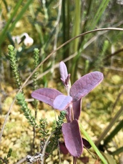 Exobasidium karstenii