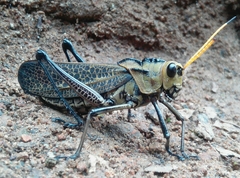 Taeniopoda citricornis