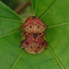 Laccoptera nepalensis