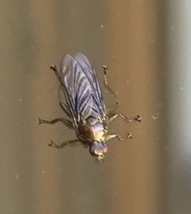 Hippoboscoidea