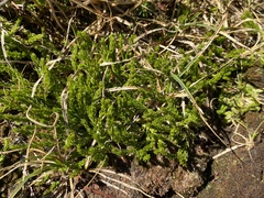 Diphasiastrum sitchense