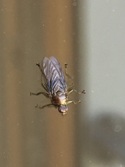Hippoboscoidea