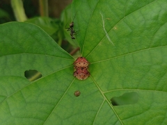 Laccoptera nepalensis
