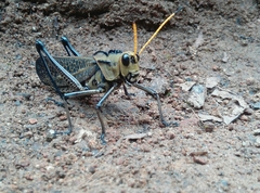 Taeniopoda citricornis