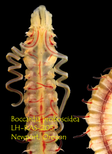 Boccardia proboscidea image
