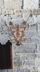 Rhagio atlanticus