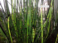 Equisetum hyemale