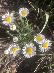 Erigeron concinnus