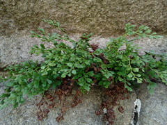 Asplenium ruta-muraria ruta-muraria