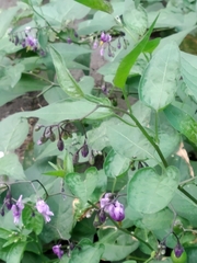 Solanum dulcamara