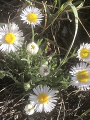 Erigeron concinnus