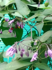 Solanum dulcamara