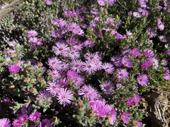 Antimima dasyphylla