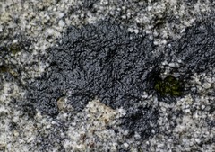 Willeya diffractella