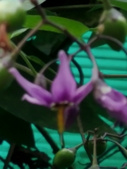 Solanum dulcamara