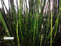 Equisetum hyemale