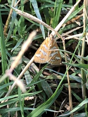 Diastictis