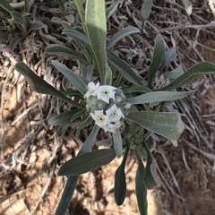 Oreocarya suffruticosa