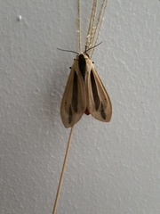 Creatonotos gangis-interrupta agg