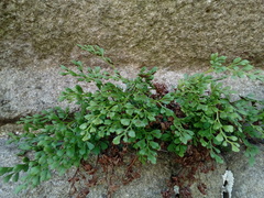Asplenium ruta-muraria ruta-muraria