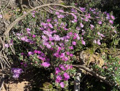 Antimima dasyphylla