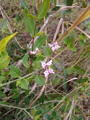 Lantana megapotamica