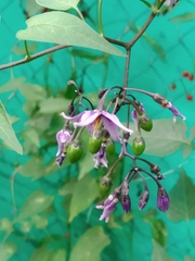 Solanum dulcamara