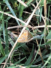 Diastictis