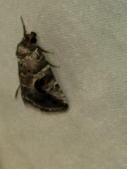Diastema cnossia