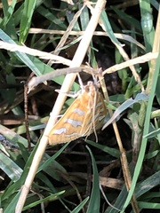 Diastictis