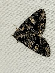 Metalectra diabolica