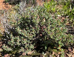 Antimima dasyphylla
