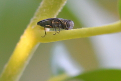 Agrilus derasofasciatus