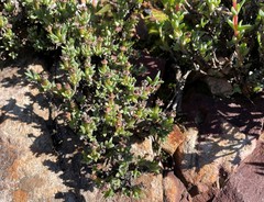 Antimima dasyphylla