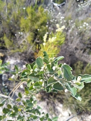 Podalyria sericea