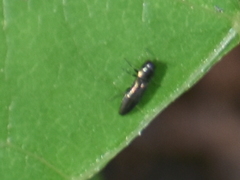 Agrilinae