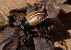Onymacris marginipennis