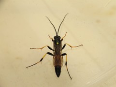 Ichneumon xanthorius