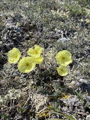Papaver walpolei
