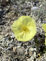 Papaver walpolei