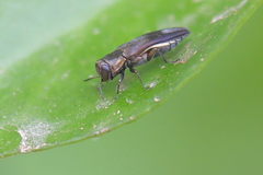 Agrilus derasofasciatus