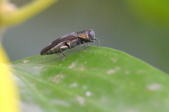 Agrilus derasofasciatus