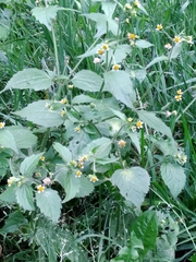 Galinsoga quadriradiata