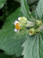 Galinsoga quadriradiata